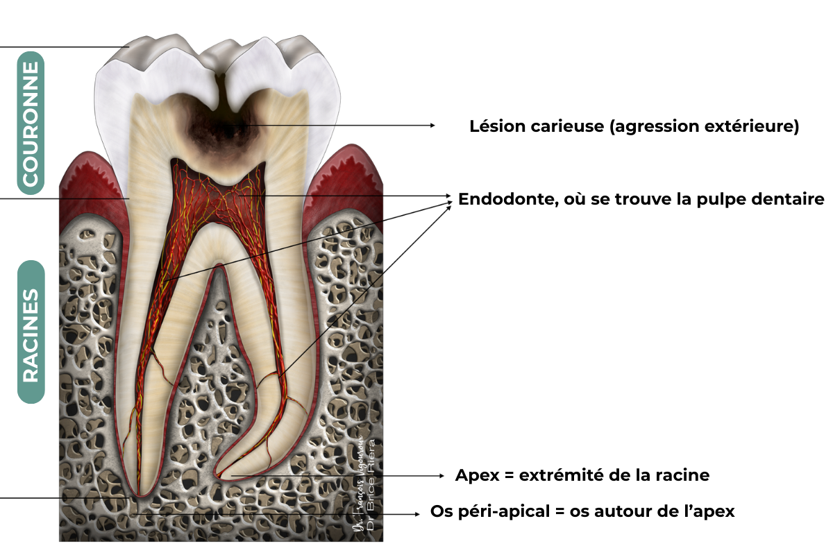 anatomie de la dent - endodonte- endodontie - brice riera