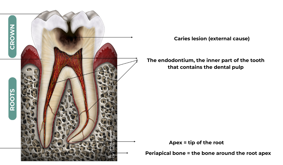 tooth anatomy - endodontium - endodontics - brice riera